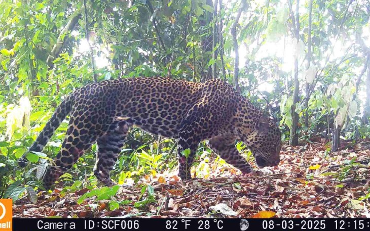 Macan Tutul Jawa di Sanggabuana, Kabupaten Karawang 