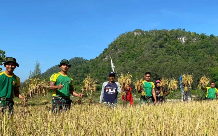 Satgas Pamtas Yonarmed 12 Kostrad panen padi di perbatasan 