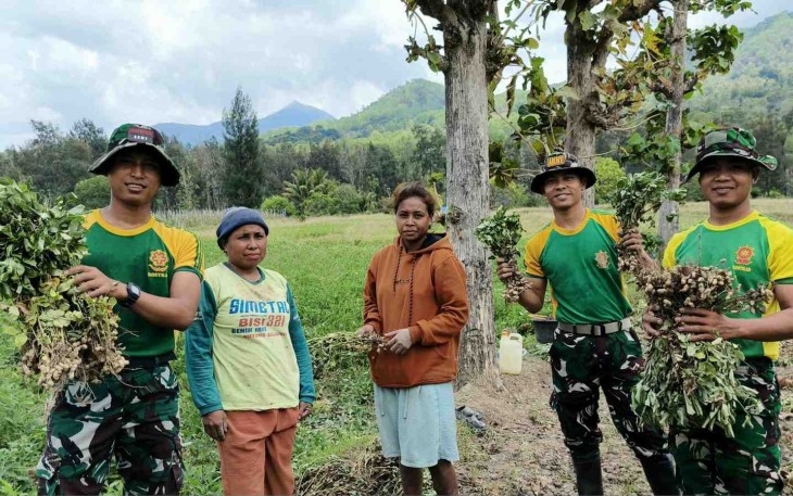 Personel Pos Fatubesi Atas Bantu Warga Panen Kacang
