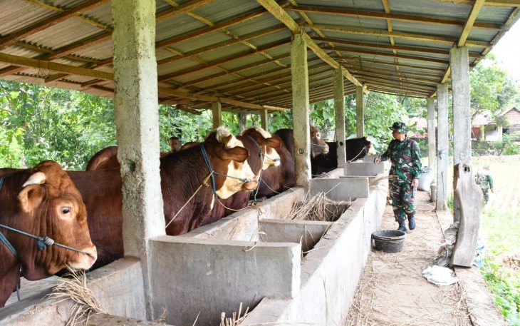 Peternakan Sapi
