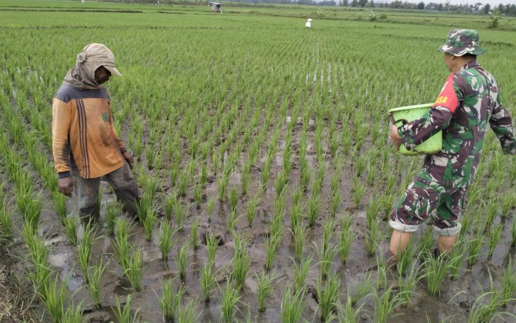 Babinsa Desa Muneng Dampingi Pemupukan Padi