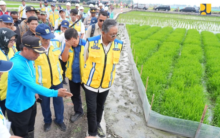 Menteri PU Dody Hanggodo saat meninjau metode budidaya padi hemat air di Cirebon, Sabtu (4/1/25)