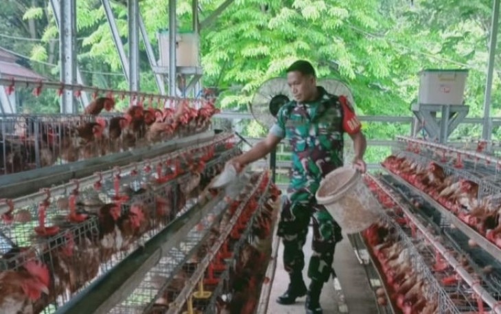 Babinsa Timika Komsos Bersama Pemilik Ternak Ayam Petelur