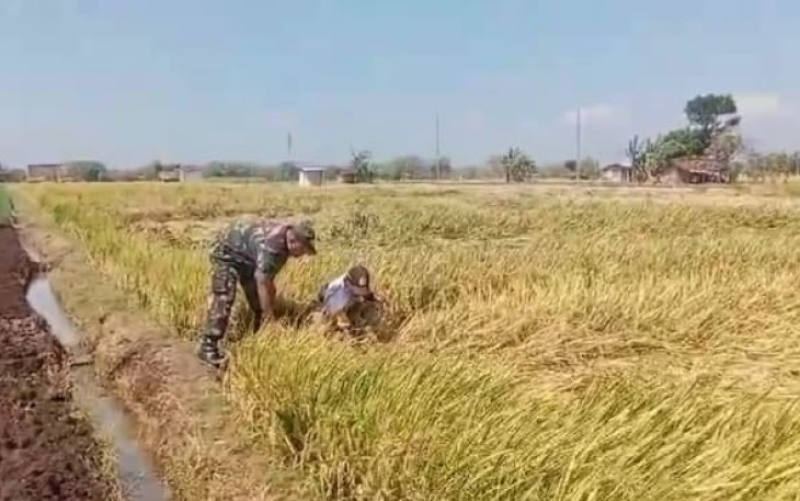 Pemantauan padi petani desa binaan 