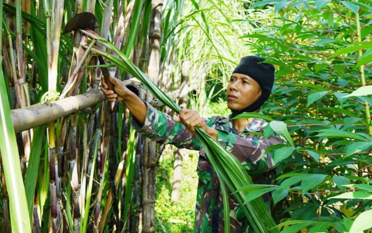 Budidaya tebu prajurit Korem 081/DSJ