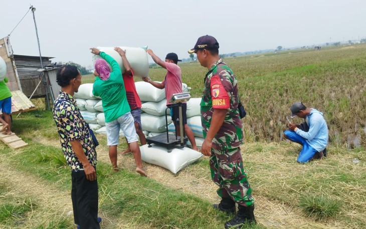 Babinsa Gerih Bersama PPL Turun Langsung ke Lahan Panen Padi 