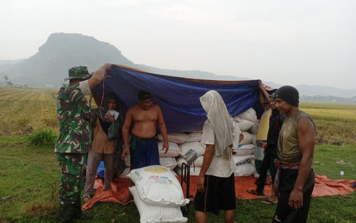Babinsa Desa Tugu Dampingi Petani Panen Padi, 5 Ton Gabah Diserap Bulog