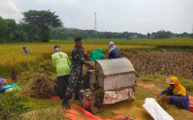 Pendampingan serapan gabah petani di wilayah desa binaan 