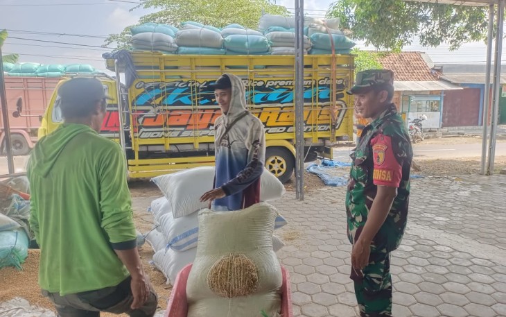 Babinsa Koramil Ngrambe Panen 19,7 Ton Padi, Siap Disalurkan ke Bulog