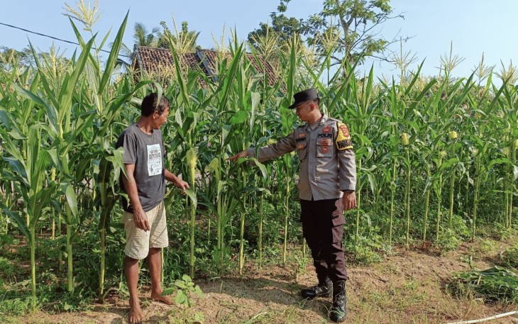 Polsek Belitang III Aktif Melakukan Monitoring dan Pendampingan ke Pada Para Petani