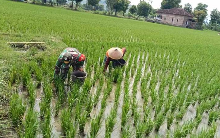 Pemupukan tanaman padi petani wilayah desa binaan 