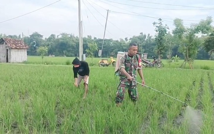 Penyemprotan pestisida d lahan pertanian warga binaan 