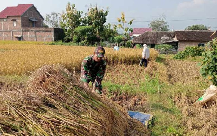 Bantu panen padi warga binaan