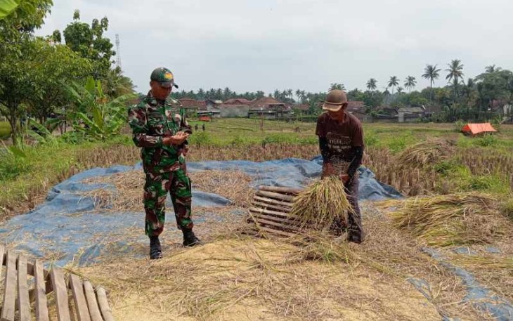 Bantu panen padi warga binaan