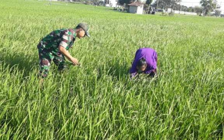 Penyiangan gulma persawahan wilayah desa binaan 