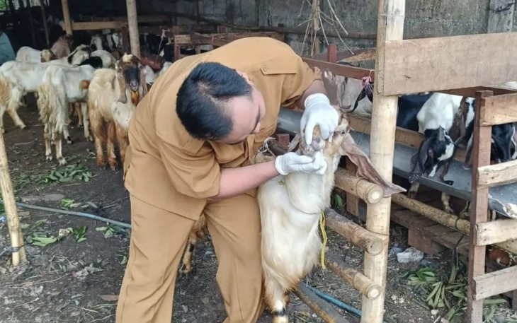Pemeriksaan kesehatan hewan kurban