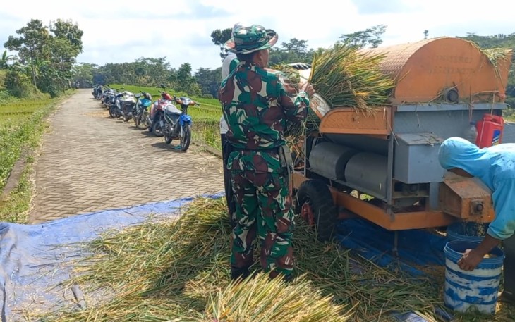 Babinsa Koramil Ngrambe Dampingi Sergap Bantu Panen Padi di Desa Setono