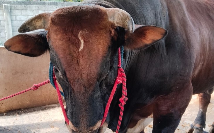 Sapi Qurban Keluarga Bung Karno 