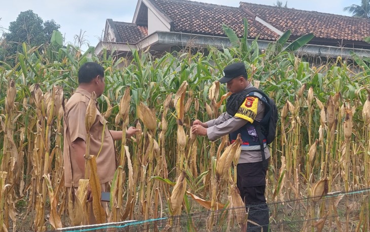 Bhabinkamtibmas Polsek Belitang III Laksanakan Pengecekan Lahan Ketahanan Wardan