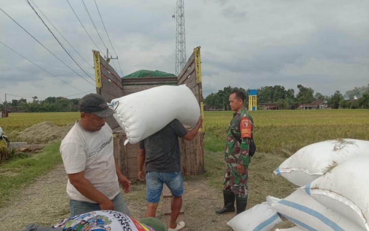 Babinsa Koramil Mantingan Bersinergi Dengan Bulog Lakukan Sergap Hingga Panen Usai 