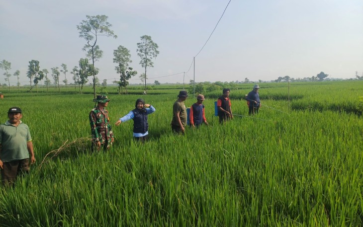 Babinsa Desa Buduran Dampingi Penyemprotan Insektisida