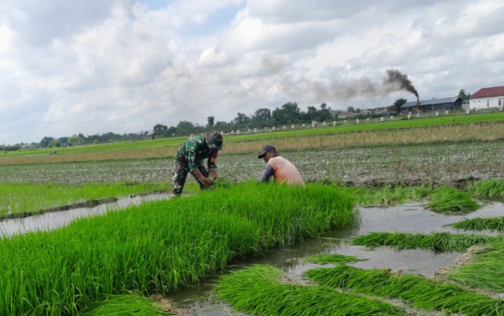 Babinsa Wonorejo Dampingi Petani Siapkan Bibit Padi