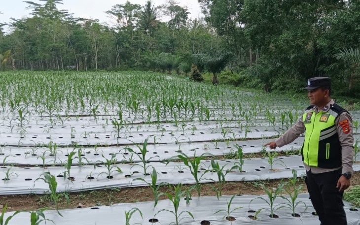 Personel Polsek Belitang III Cek Lahan Ketahanan Pangan