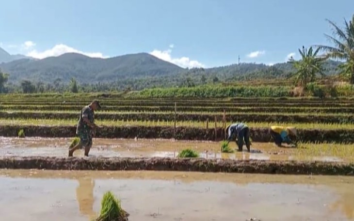 Babinsa Kodim Ponorogo Terjun ke Sawah Bantu Petani Tanam Padi 