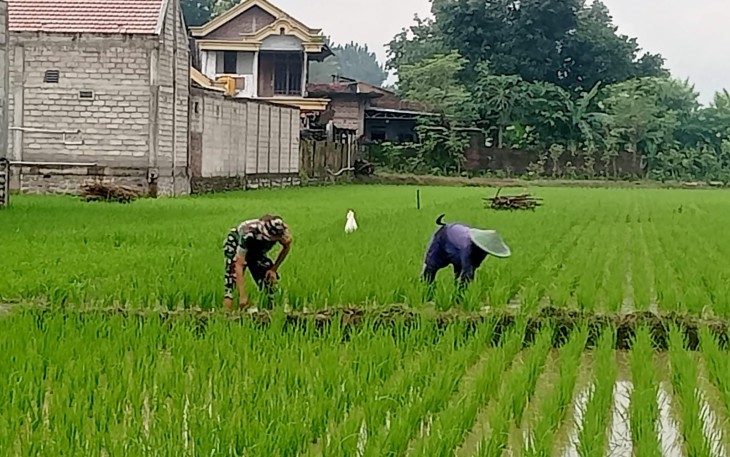 Babinsa Kodim Ponorogo Bantu Petani Rawat Tanaman Padi