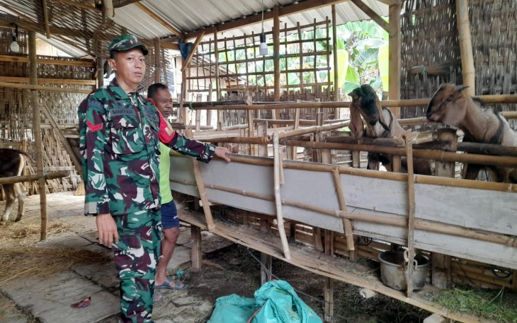 Babinsa Koramil Karangjati Berikan Motivasi Kepada Peternak Kambing di Wilayah Binaannya