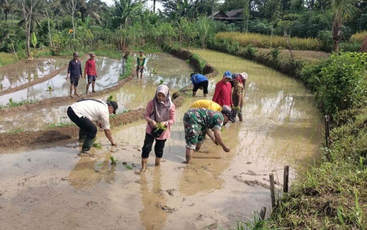 TNI Turun Sawah Dukung Petani di Trenggalek