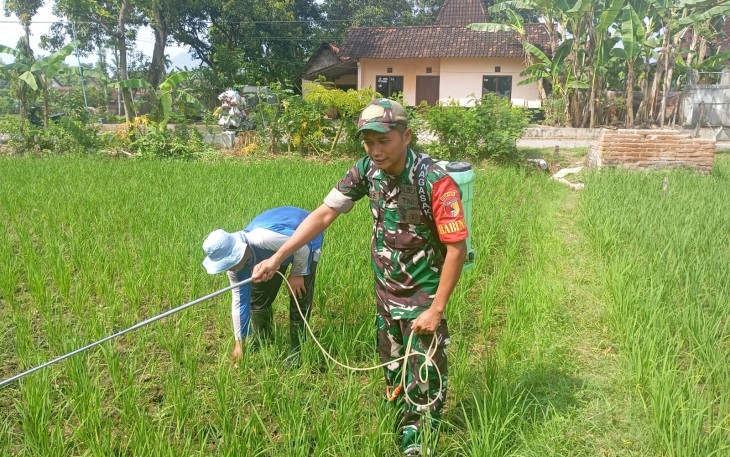 Babinsa Kodim Ponorogo Bantu Petani  Semprot Gulma Tanaman Padi 