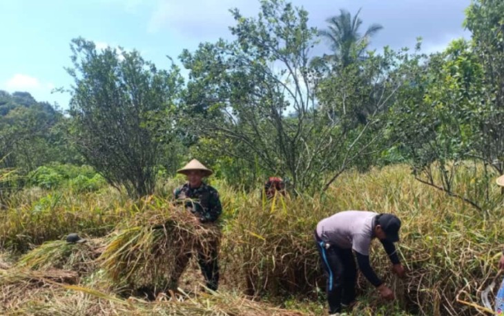 Dampingi panen padi petani wilayah desa binaan 
