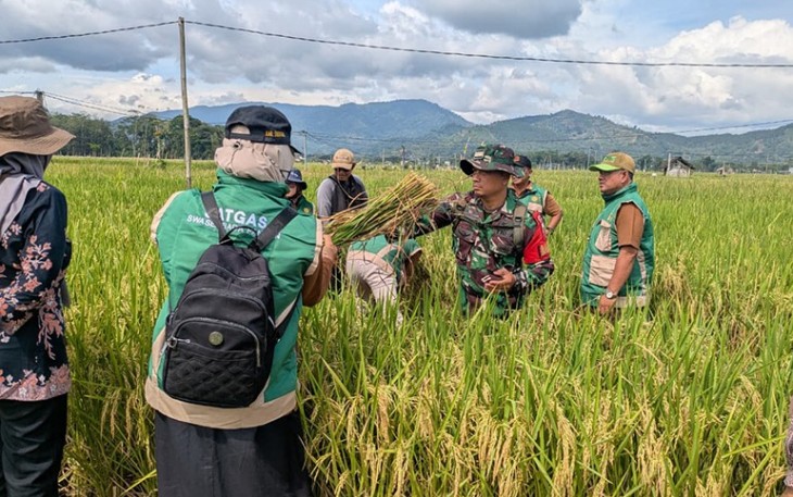 Panen raya padi di wilayah desa binaan