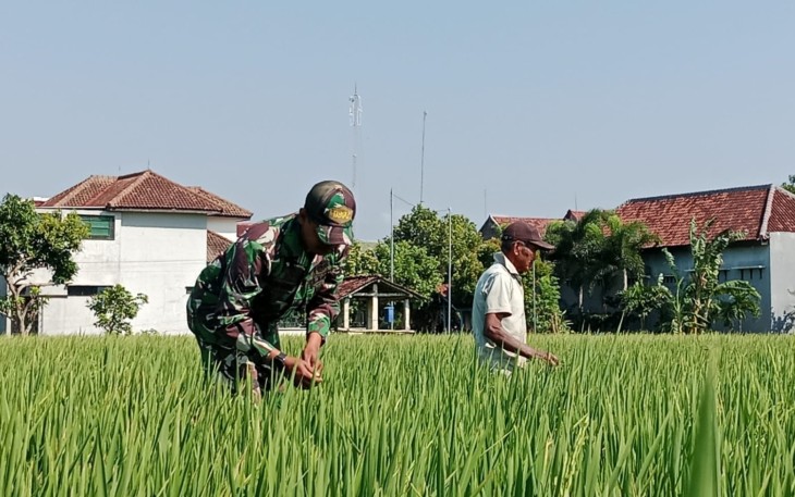 Penyiangan gulma persawahan wilayah desa binaan 