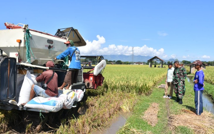 Dandim Ponorogo Pendampingan Panen Padi