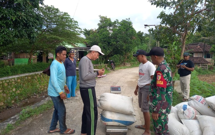 Kodim 0801/Pacitan Bersama Bulog Lakukan Penyerapan Gabah