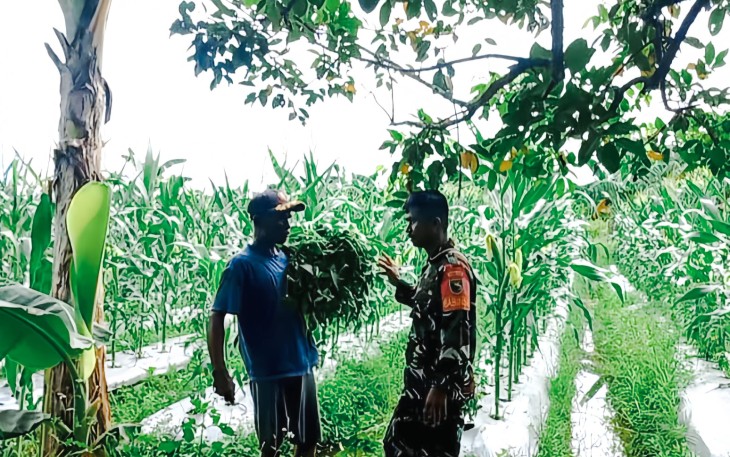 Babinsa Timika Berikan Motivasi Kepada Petani Jagung Di Wilayah Binaan