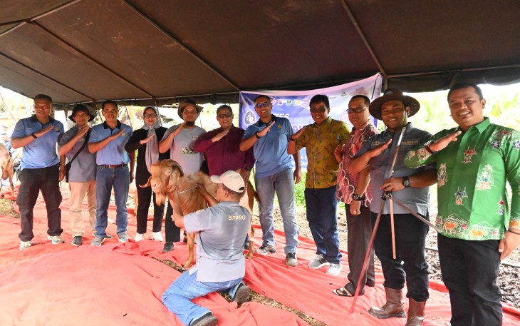 Kontes Patok Kambing dan Domba