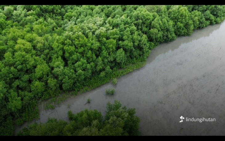 LindungiHutan Ajak Semua Pihak Tingkatkan Aksi Karbon Nyata di Hari Nol Emisi