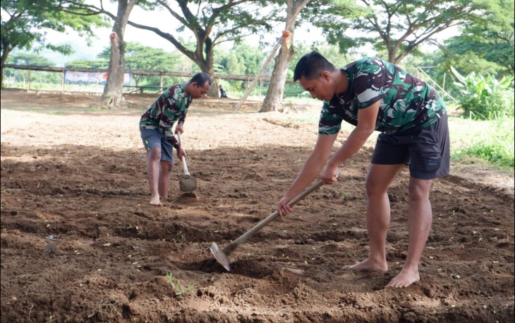 Anggota Kodim 0801/Pacitan Buat Bedeng Untuk Ditanami Sayur