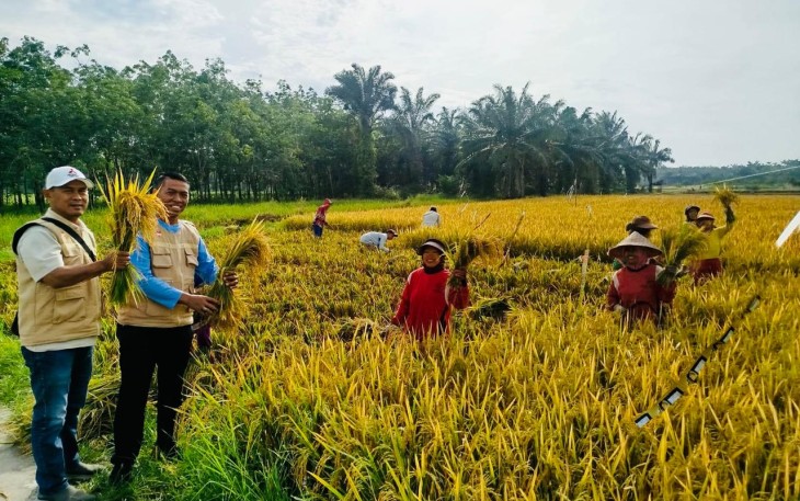 Pengawal Merah Putih (PMP) dan petani saat panen raya padi di Desa Sukadamai Timur, Kecamatan Hinai, Kabupaten Langkat, Minggu (10/8/2025).