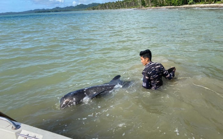 Anggota TNI AL saat melakukan penyelamatan terhadap Paus Orca yang ditemukan terdampar di Pantai Utara Desa Lobbo, Kecamatan Beo Utara, Kabupaten Kepulauan Talaud, Sulawesi Utara, Minggu (09/02).