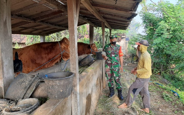 Serka Edi Purwanto saat pendampingan dan pengawalan terhadap salah satu warga Desa Karangpatihan yang bekerja sebagai peternak sapi.
