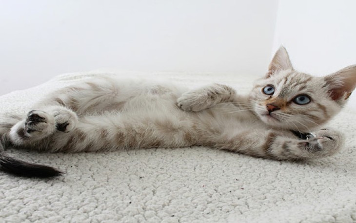 Tutorial Melatih Kitten Pup di Litter Box
