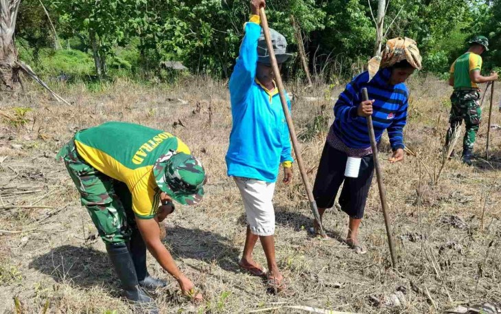 Satgas Pos Motamasin dan Warga Perbatasan Tanam Komoditas Jagung