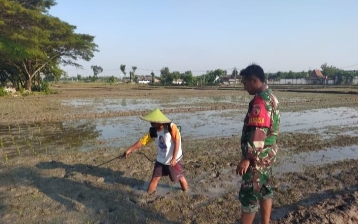 Babinsa Pilangkenceng Dampingi Penyemprotan Obat Hama Keong di Sawah Warga