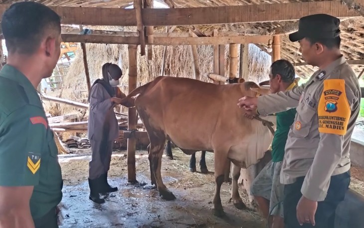Babinsa Koramil 0803/02 Madiun Dampingi Vaksinasi Hewan Ternak 