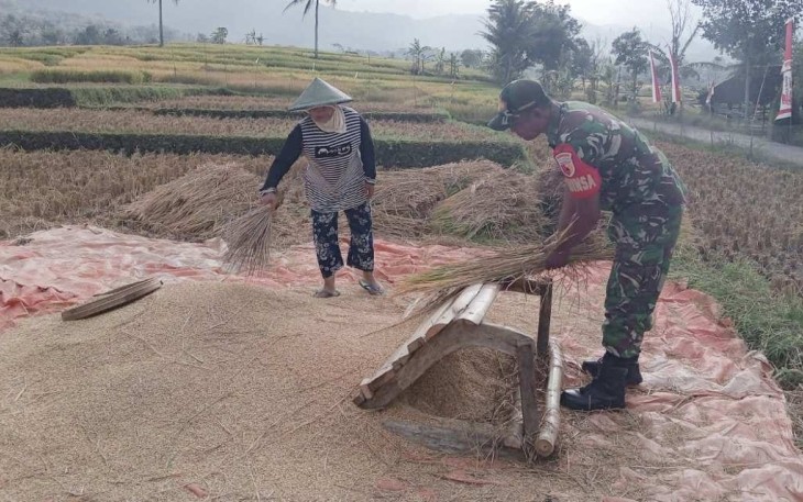 Babinsa Kodim Ponorogo Bantu Panen Padi 