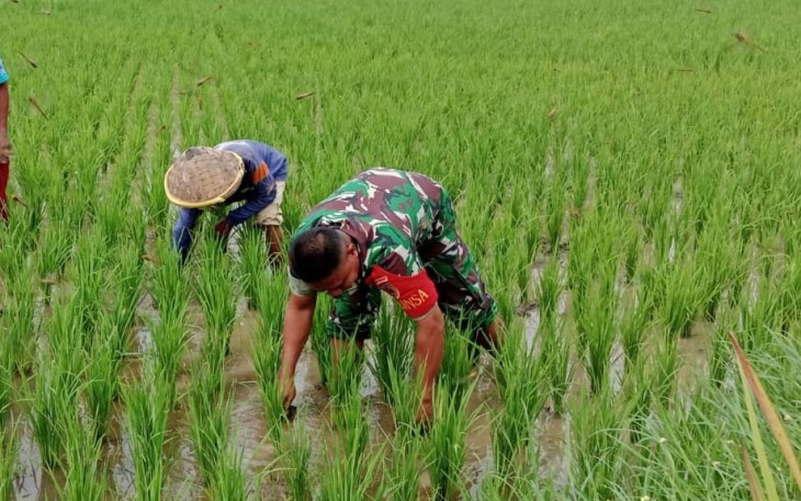 Babinsa Kodim Ponorogo Bantu Petani Penyiangan Gulma Tanaman Padi